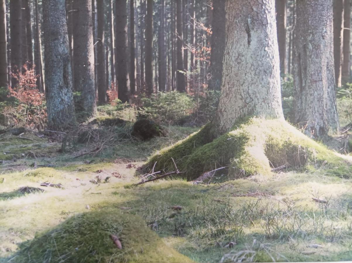 Appartamento Ferienresidenz Wurmbergblick Braunlage Esterno foto
